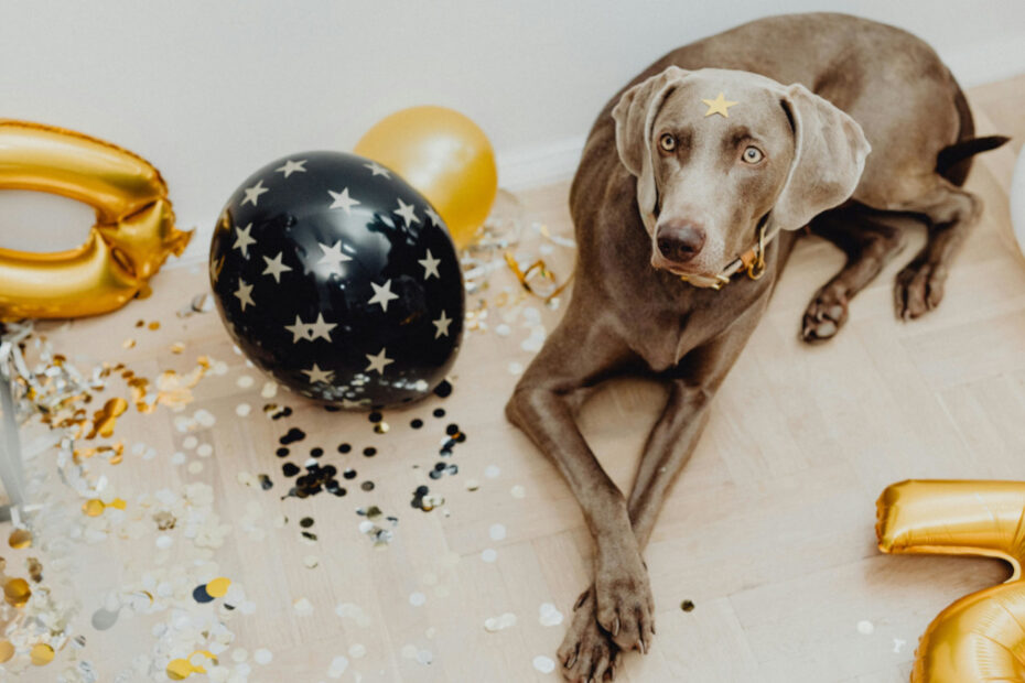 perro celebrando con globos para mascotas en una fiesta