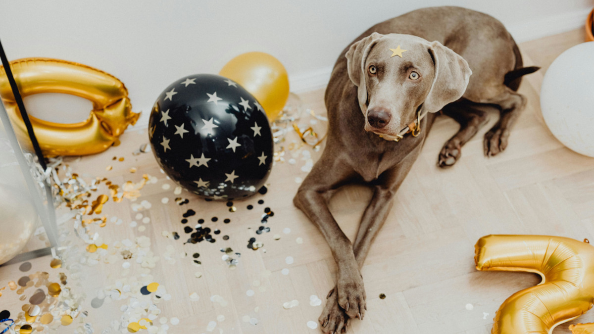 perro celebrando con globos para mascotas en una fiesta